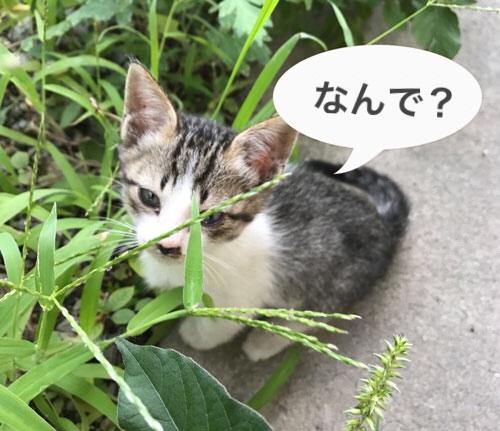 なんでにゃー？